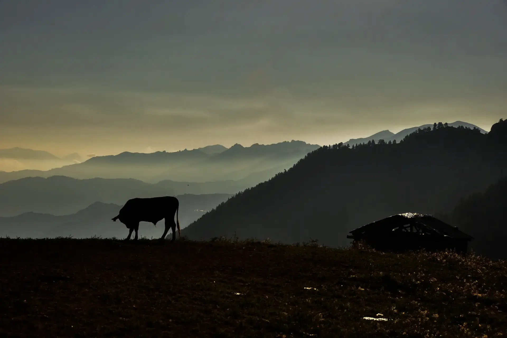 Dağların hakimi: Boğalar