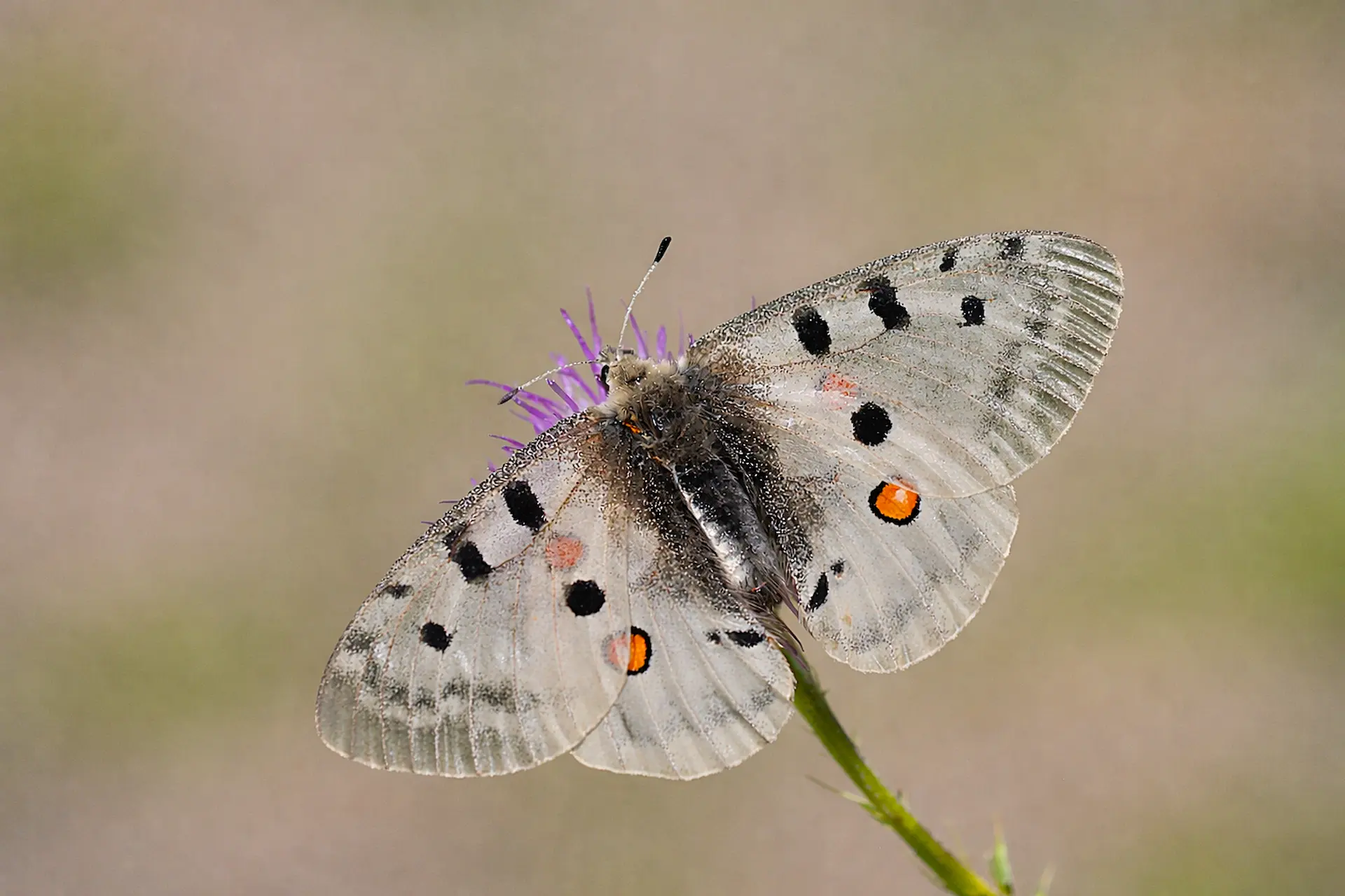 Parnassius Apollo