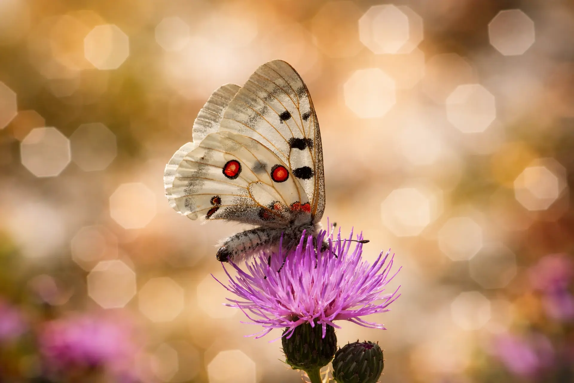 Apollo Kanat Detayı