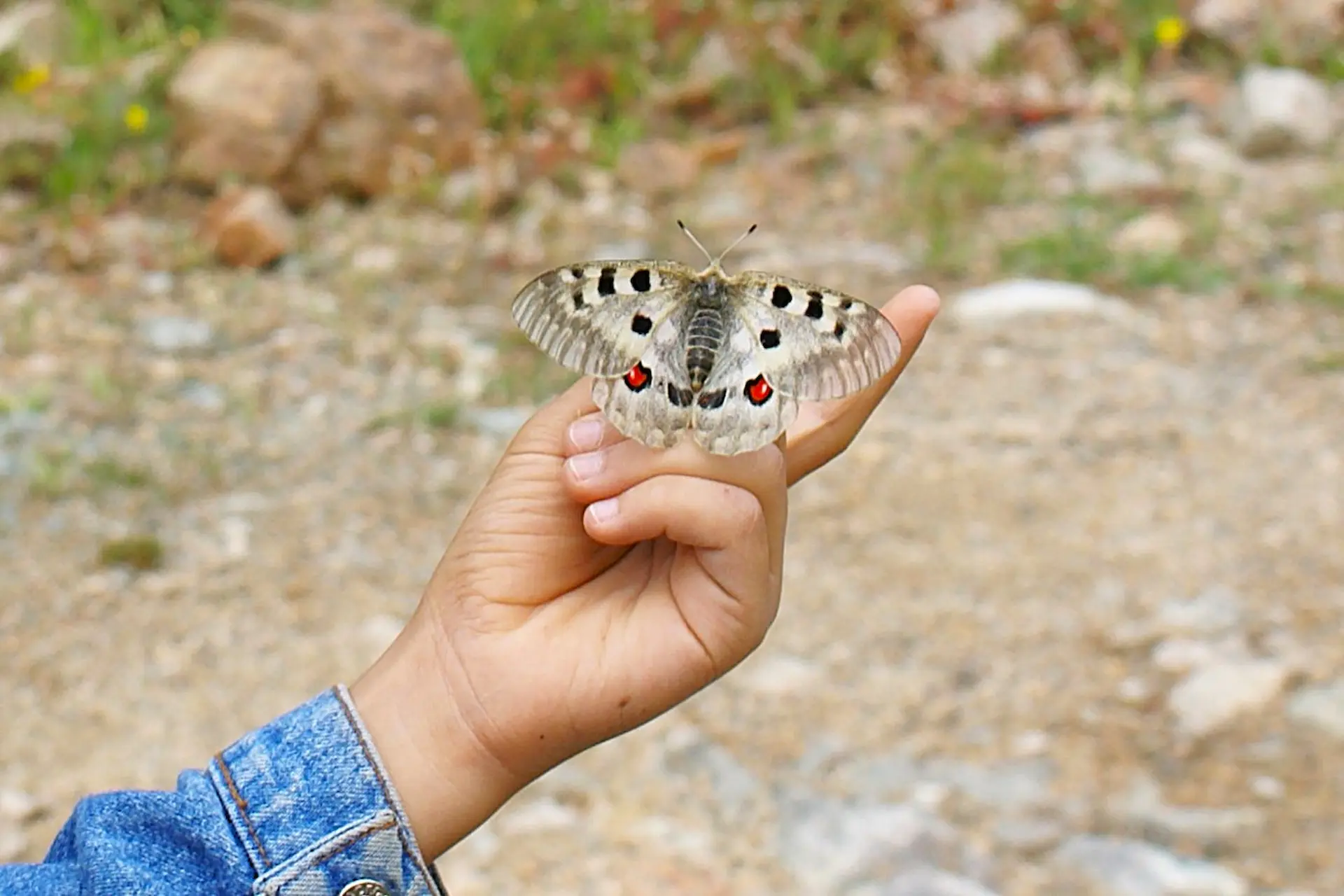 Oğlumun Ahmet'in apollo ile dansı