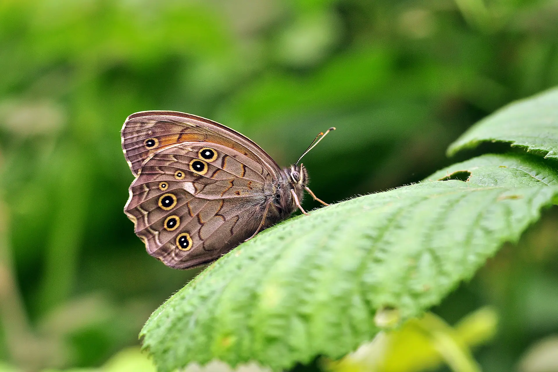 Ağaç Esmeri - Kirinia roxelana