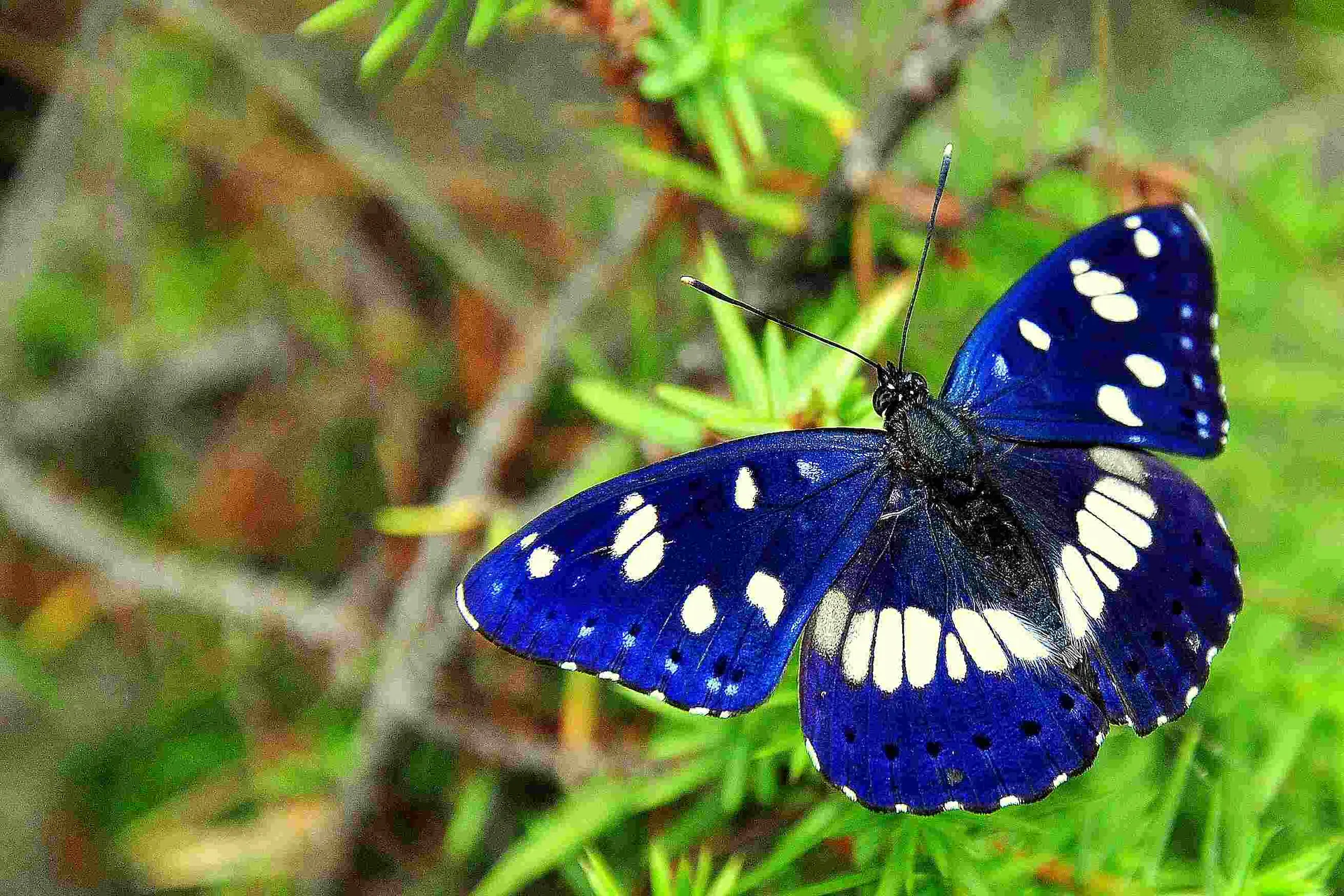 Akdeniz Hanımeli Kelebeği