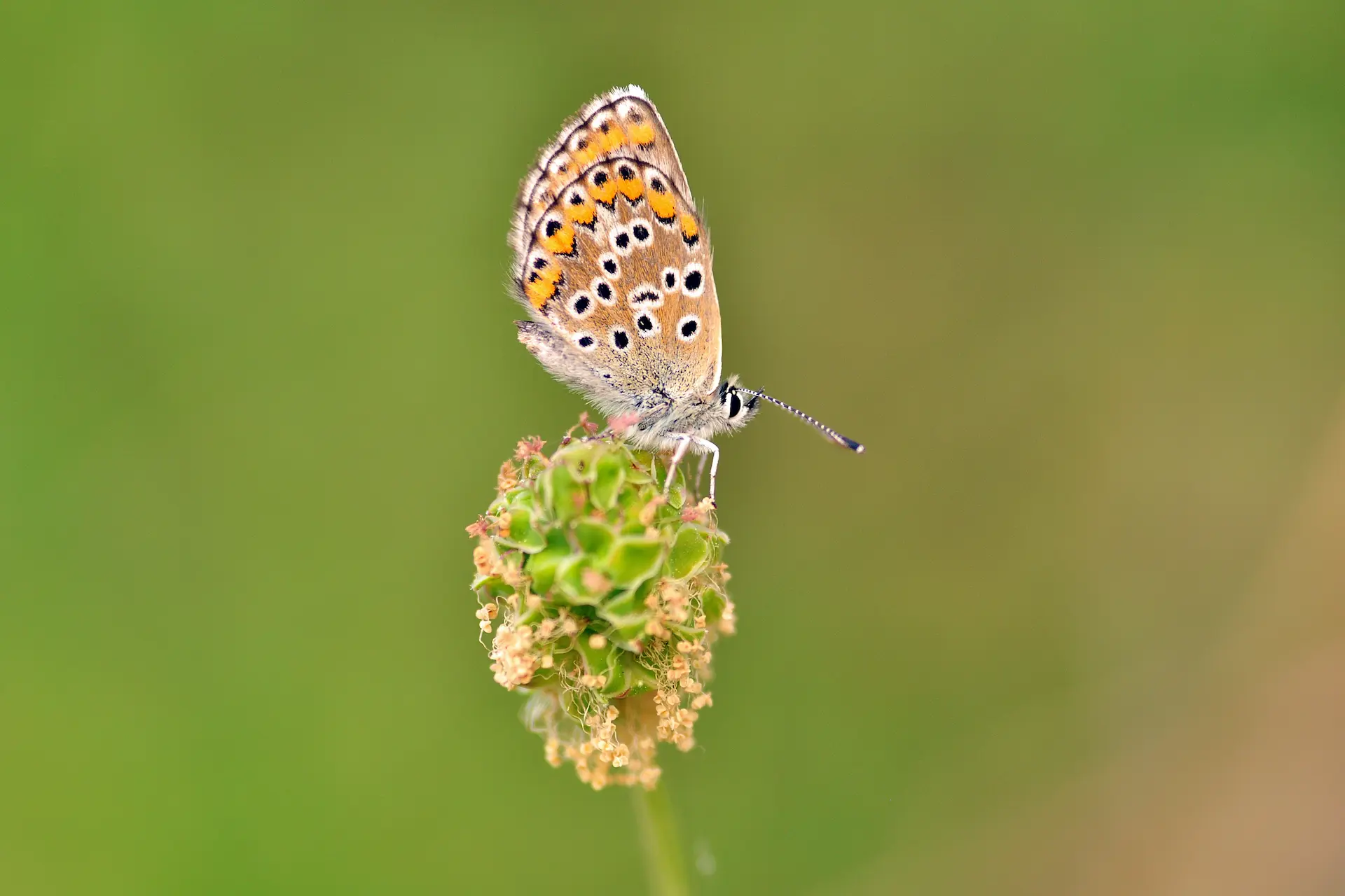 Çokgözlü Balkanmavisi