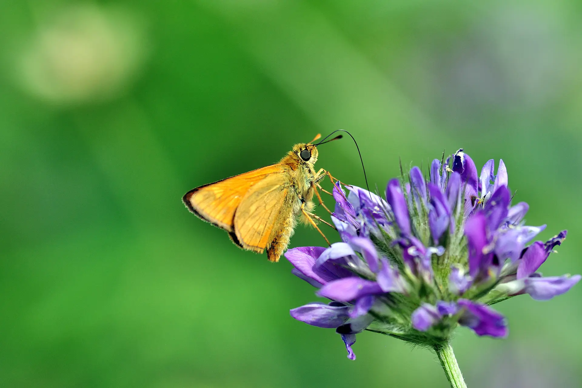 Siyah Antenli Zıpzıp