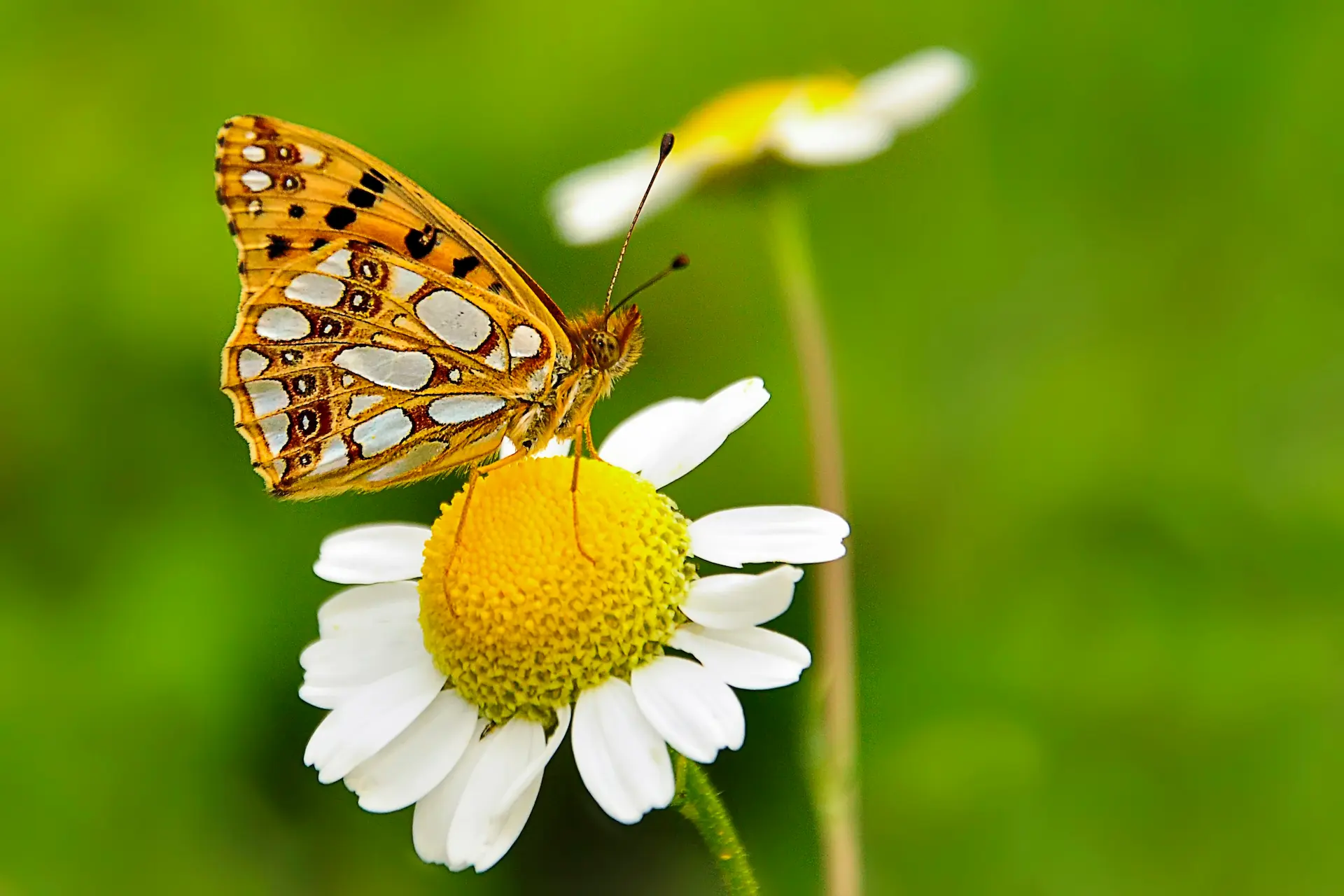 İspanyol Kraliçesi