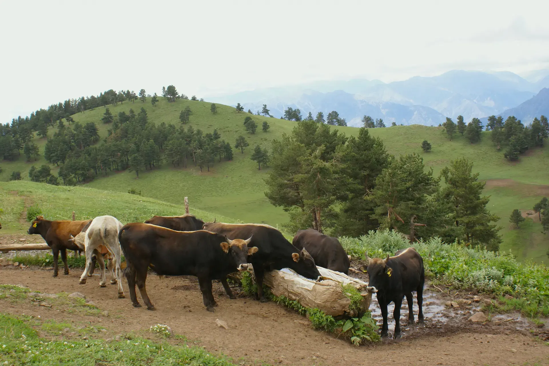 Küründen su içen tosunlar