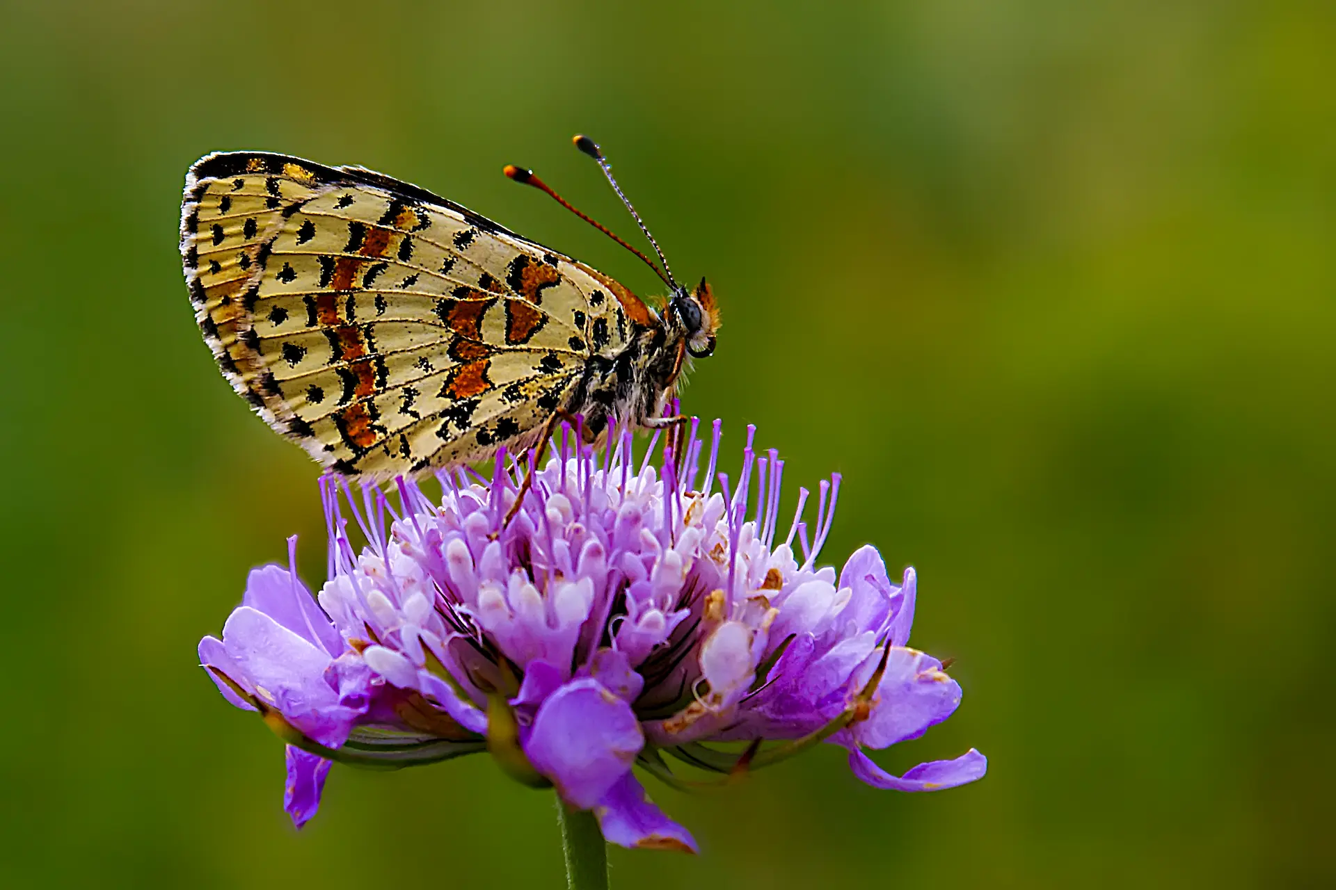 Kafkasyalı İparhan