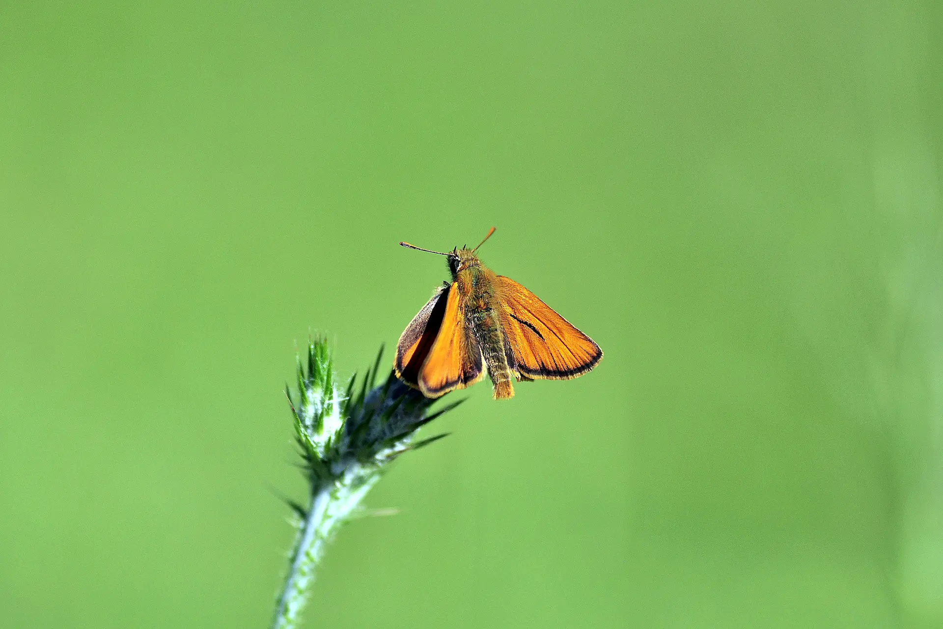 Sarı Antenli Zıpzıp