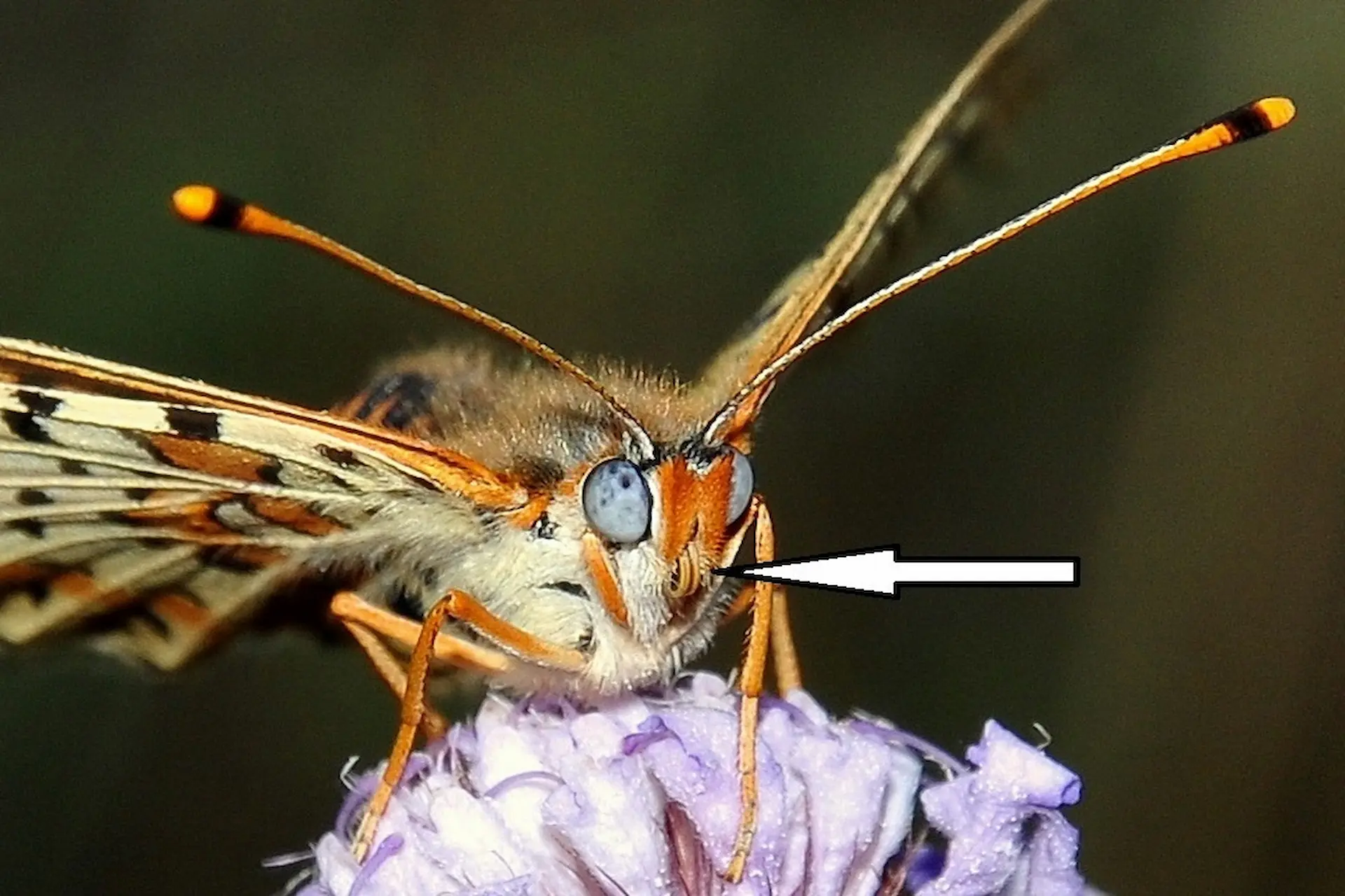 Beslenme hazırlığı yapan bir İparhan