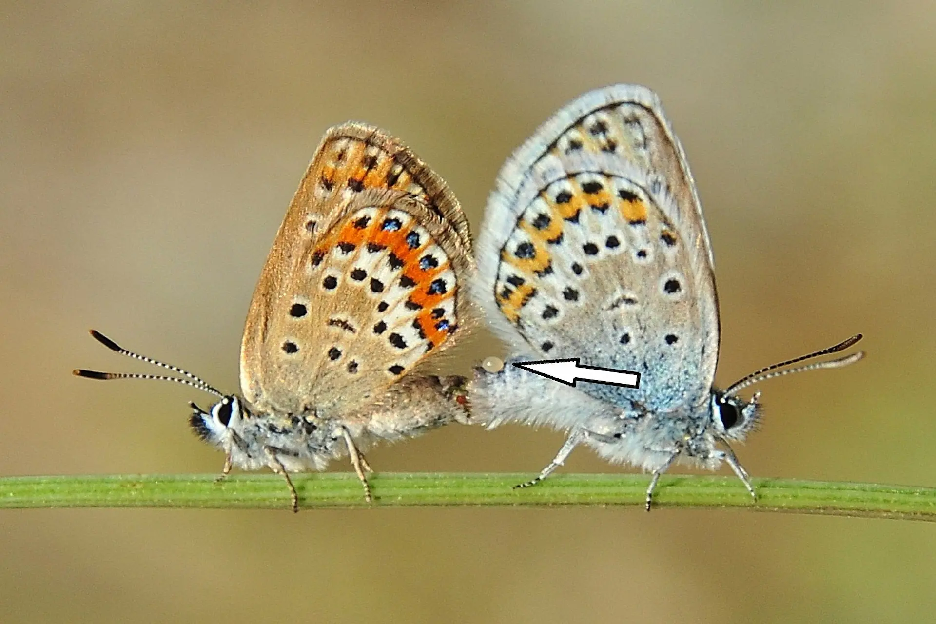 Kelebeğin Çiftleşmesi