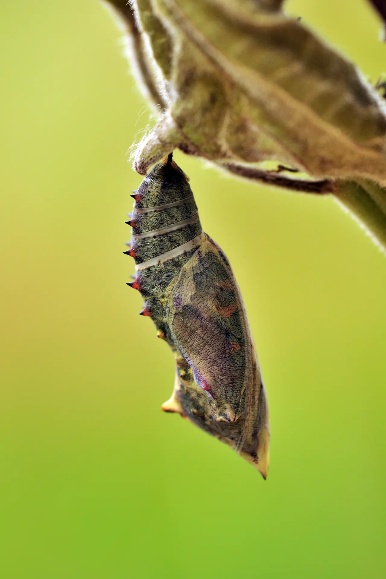 Pupa evresi