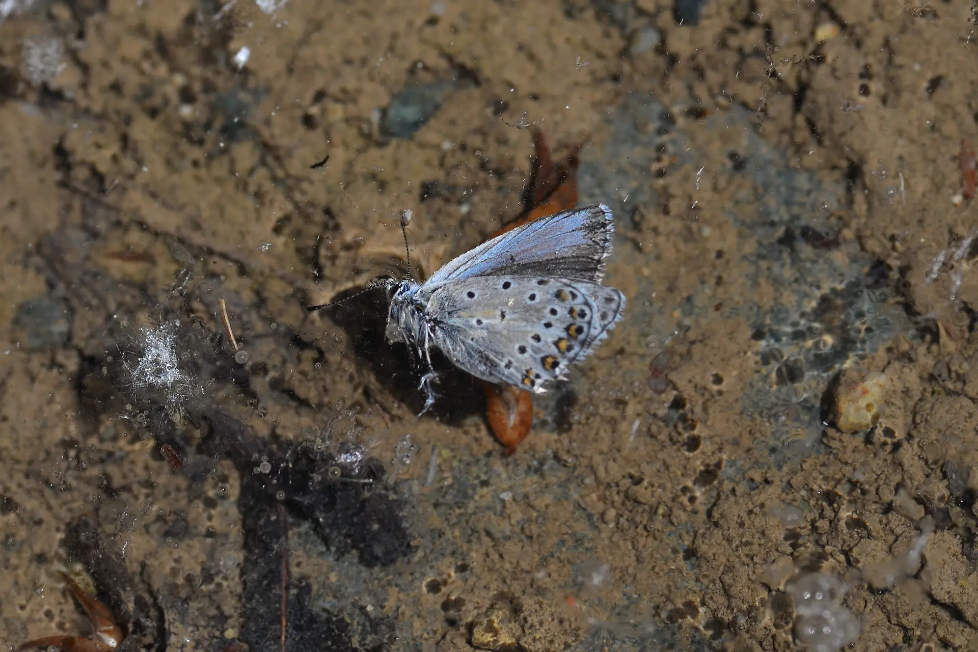 Herkesin Çekebileceği Fotoğraf