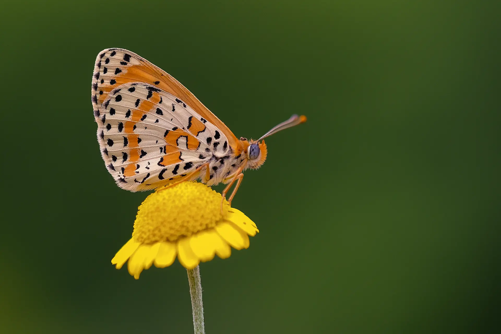 Fotoğraf Okuma No: 3